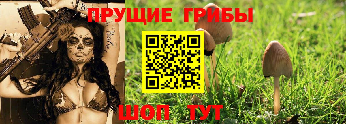 Галлюциногенные грибы Psilocybine cubensis Элиста